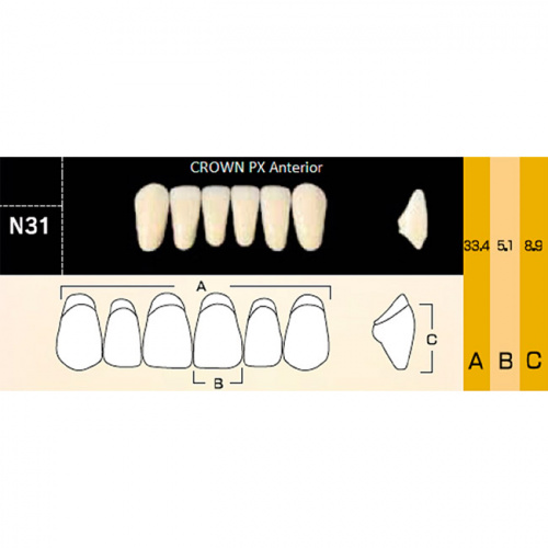 картинка Зубы композитные Crown PX Anteriors фронтальные, нижние, фасон N31 на планке (6 шт), Yamahachi 