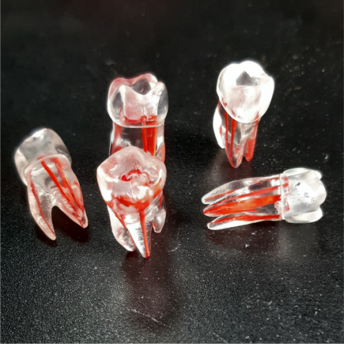 картинка Эндотрейнер (зуб №6), Medskills 