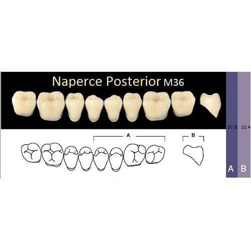 картинка Зубы акриловые Naperce Posterior боковые нижние, фасон M36, (8 шт.), Yamahachi 