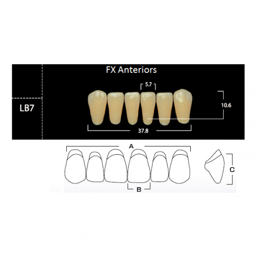 картинка Зубы акриловые FX Anteriors фронтальные, нижние, фасон LB7 на планке (6 шт), Yamahachi 