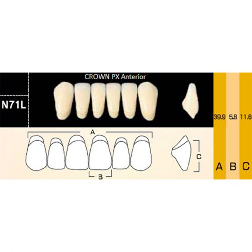 картинка Зубы композитные Crown PX Anteriors фронтальные, нижние, фасон N71L на планке (6 шт), Yamahachi 