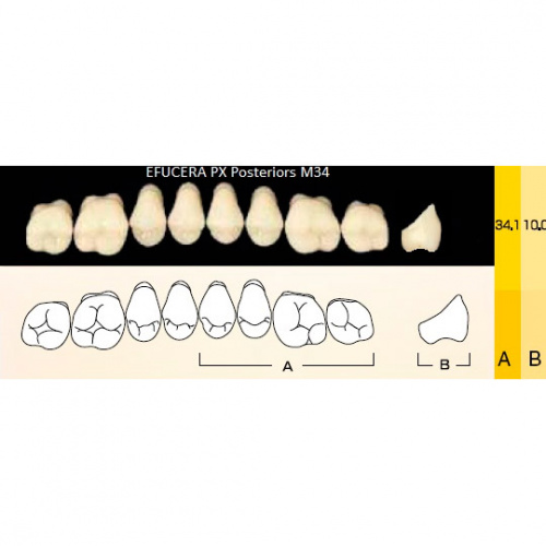 картинка Зубы композитные Efucera PX Posteriors боковые, верхние, фасон M34 на планке (8 шт), Yamahachi 