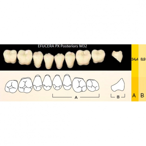 картинка Зубы композитные Efucera PX Posteriors боковые, нижние, фасон M32 на планке (8 шт), Yamahachi 