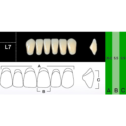 картинка Зубы акриловые New Ace Anterior фронтальные, нижние, фасон L7 (6 шт.), Yamahachi 