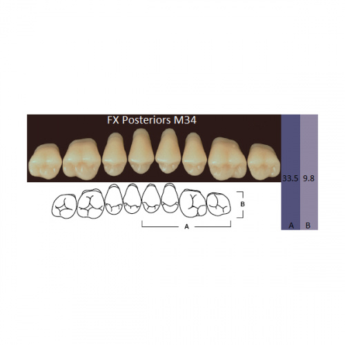 картинка Зубы акриловые FX Posteriors, боковые, верхние, фасон М34 на планке (8 шт), Yamahachi 