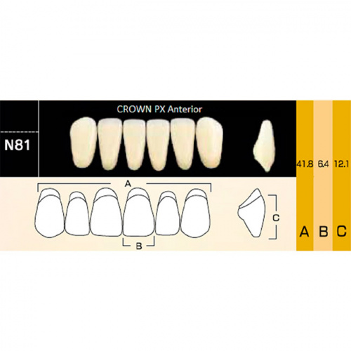 картинка Зубы композитные Crown PX Anteriors фронтальные, нижние, фасон N81 на планке (6 шт), Yamahachi 