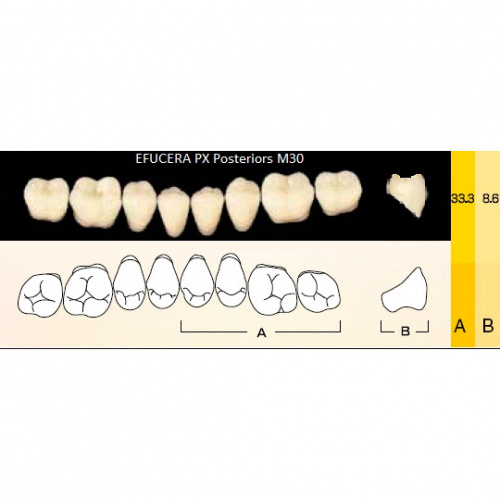 картинка Зубы композитные Efucera PX Posteriors боковые, нижние, фасон M30 на планке (8 шт), Yamahachi 