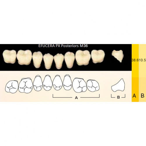 картинка Зубы композитные Efucera PX Posteriors боковые, нижние, фасон M36 на планке (8 шт), Yamahachi 