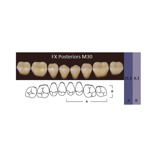 картинка Зубы акриловые FX Posteriors, боковые, нижние, фасон М30 на планке (8 шт), Yamahachi 