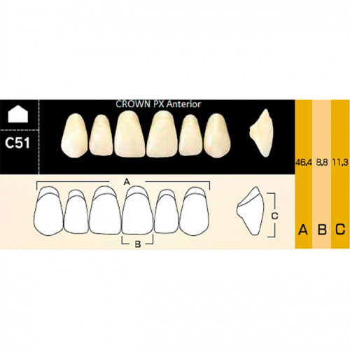 картинка Зубы композитные Crown PX Anteriors фронтальные, верхние, фасон C51 на планке (6 шт), Yamahachi 