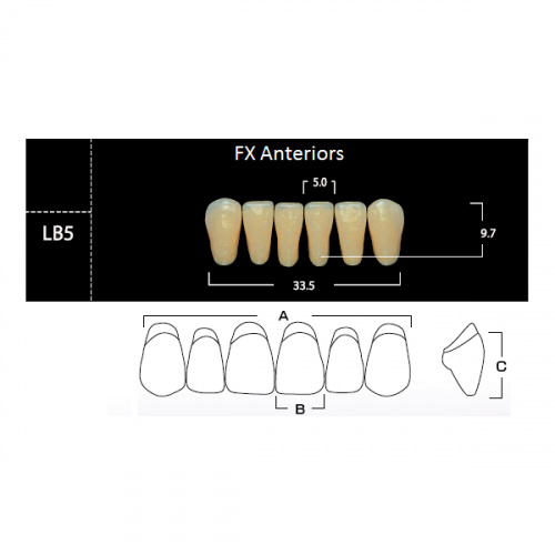 картинка Зубы акриловые FX Anteriors фронтальные, нижние, фасон LB5 на планке (6 шт), Yamahachi 