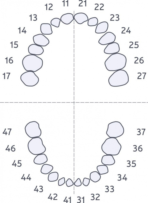 картинка Комплект из 28 зубов FT-28S, Medskills 