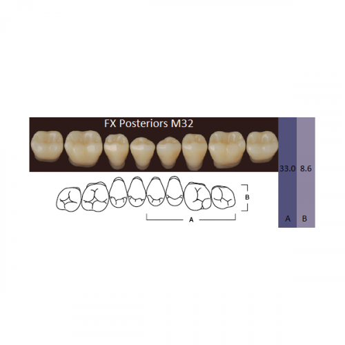 картинка Зубы акриловые FX Posteriors, боковые, нижние, фасон М32 на планке (8 шт), Yamahachi 