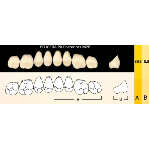 картинка Зубы композитные Efucera PX Posteriors боковые, верхние, фасон M28 на планке (8 шт), Yamahachi 