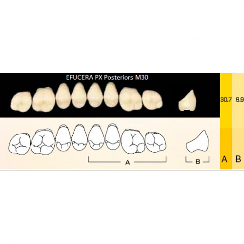 картинка Зубы композитные Efucera PX Posteriors боковые, верхние, фасон M30 на планке (8 шт), Yamahachi 