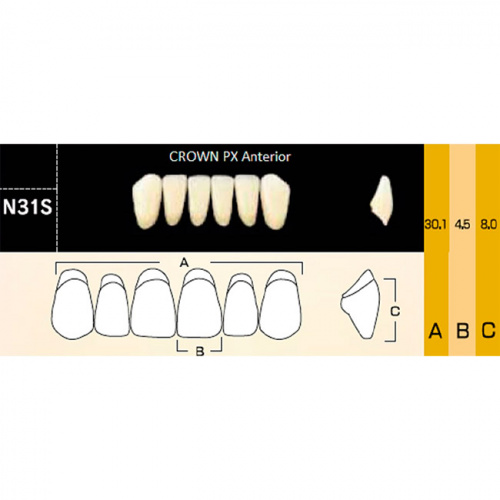 картинка Зубы композитные Crown PX Anteriors фронтальные, нижние, фасон N31S на планке (6 шт), Yamahachi 