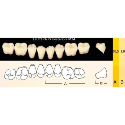 картинка Зубы композитные Efucera PX Posteriors боковые, нижние, фасон M34 на планке (8 шт), Yamahachi 