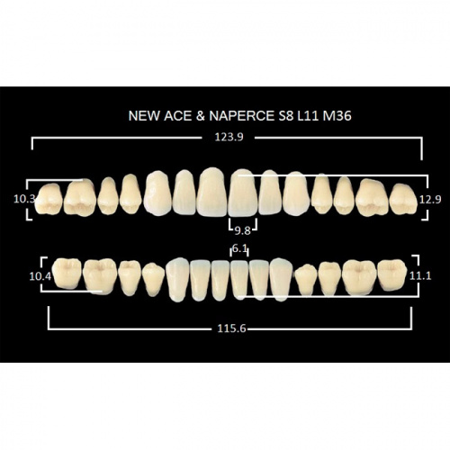 картинка Зубы акриловые Gloria New Ace / Naperce, фасон S8/L11 М36, полный гарнитур (28 шт), Yamahachi 