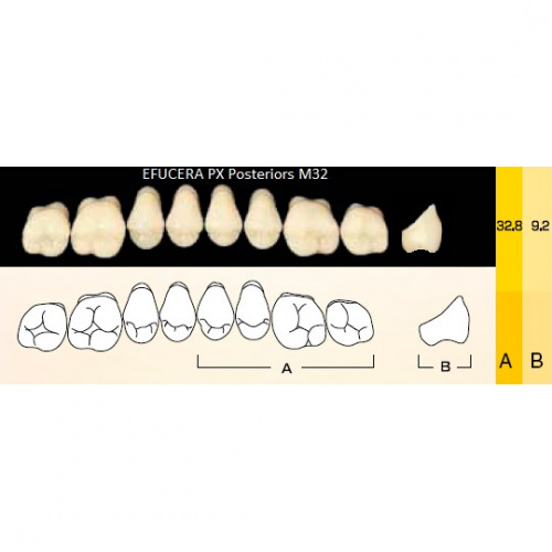 картинка Зубы композитные Efucera PX Posteriors боковые, верхние, фасон M32 на планке (8 шт), Yamahachi 