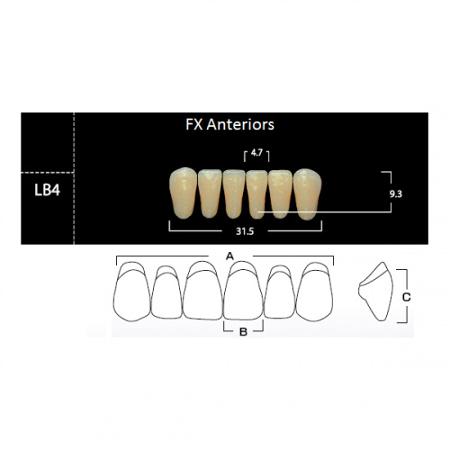 картинка Зубы акриловые FX Anteriors фронтальные, нижние, фасон LB4 на планке (6 шт), Yamahachi 