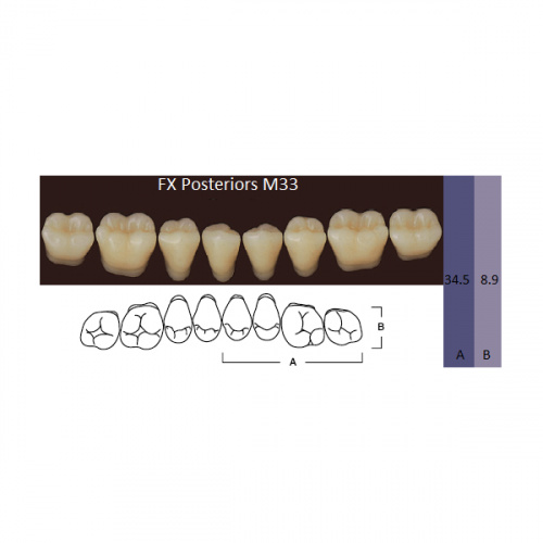 картинка Зубы акриловые FX Posteriors, боковые, нижние, фасон М33 на планке (8 шт), Yamahachi 