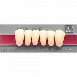 картинка Зубы акриловые New Ace Anterior фронтальные, нижние, фасон L5 (6 шт.), Yamahachi